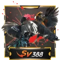 SV388 Cockfight